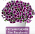 Петуния Capella Rim Raspberry (13 шт.) АПРЕЛЬ