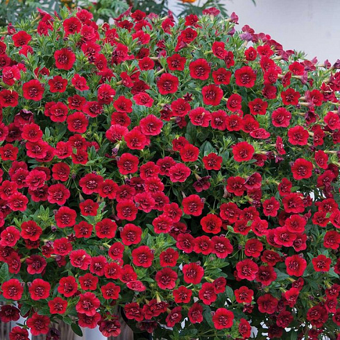 Калибрахоа Calita® Double Red