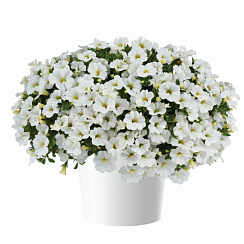Калибрахоа COLIBRI™ Pure White