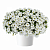 Калибрахоа COLIBRI™ Pure White