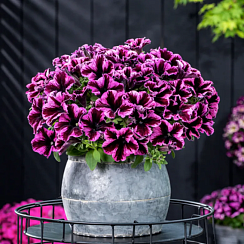 ПЕТУНИЯ CRAZYTUNIA COSMIC PINK