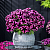 ПЕТУНИЯ CRAZYTUNIA COSMIC PINK