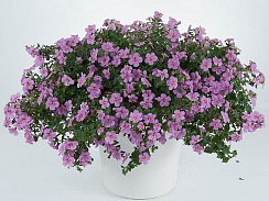 Бакопа Gulliver Pink