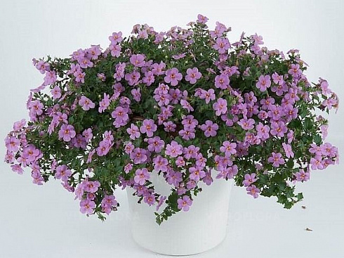 Бакопа Gulliver Pink