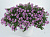 Бакопа Gulliver Pink
