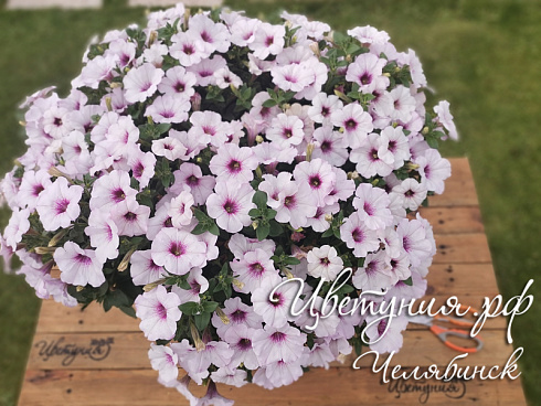 Петуния Surprise White Orchid