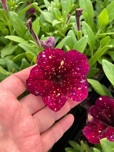 Петуния AlpeTunia Burgundy Sky (13 шт.) АПРЕЛЬ
