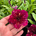 Петуния AlpeTunia Burgundy Sky (13 шт.) АПРЕЛЬ