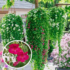 Lophospermum Compact Pink (Лофос)