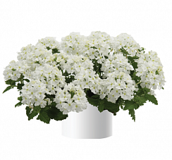Вербена Vanessa Compact White