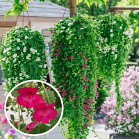 Lophospermum Compact Pink (Лофос)