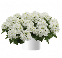 Вербена Vanessa Compact White