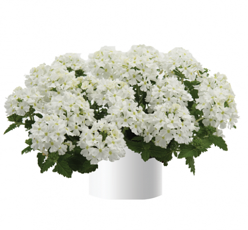 Вербена Vanessa Compact White