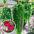Lophospermum Compact Pink (Лофос)
