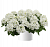 Вербена Vanessa Compact White
