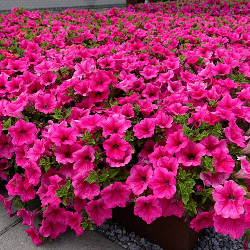 Петуния Surfinia® Hot Pink (13 шт.) АПРЕЛЬ