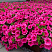 Петуния Surfinia® Hot Pink (13 шт.) АПРЕЛЬ