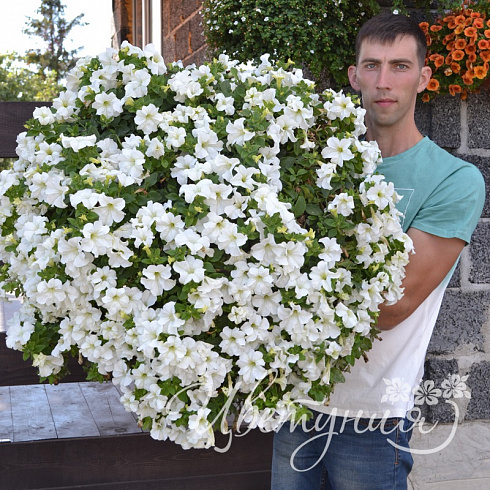 Петуния Fanfare White