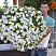 Петуния Fanfare White