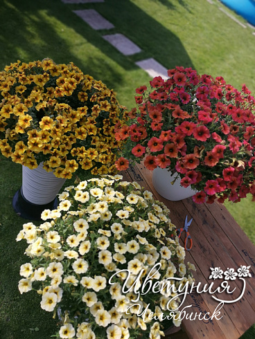 Петхоа Chameletunia® Cinnamon