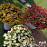 Петхоа Chameletunia® Cinnamon
