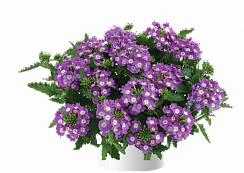 Вербена VANESSA COMPACT OPTIK LAVENDER