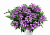 Вербена VANESSA COMPACT OPTIK LAVENDER
