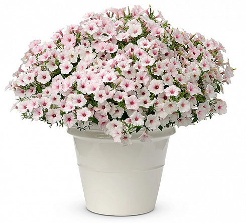 Петуния Vista Silver Berry