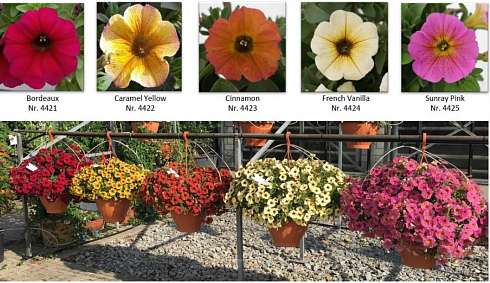 Петхоа Chameletunia® Sunray (13шт.)