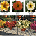Петхоа Chameletunia® Sunray (13шт.)