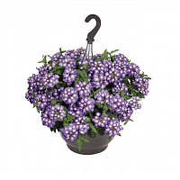 Вербена Empress Sun Lavender Charme