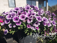 Петуния Петуния Bonnie Lavender Face