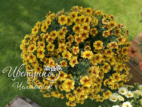 Петхоа Chameletunia® Caramel Yellow