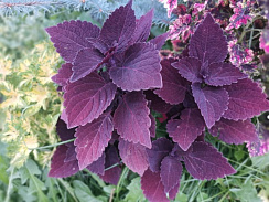 Колеус Velvet Lace (13 шт.) МАРТ