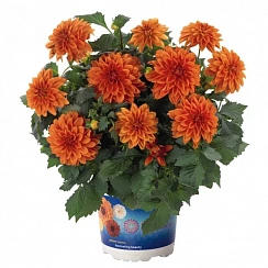 Георгина Hypnotica Orange (13 шт.) МАРТ