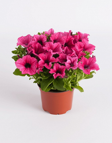 Петуния Surfinia® Hot Pink (13 шт.) АПРЕЛЬ