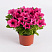 Петуния Surfinia® Hot Pink (13 шт.) АПРЕЛЬ
