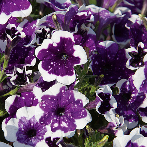 Петуния AlpeTunia Glacier Sky