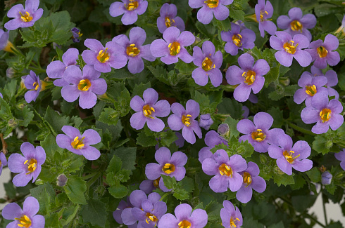 Бакопа SCOPIA® GREAT REGAL BLUE