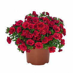 Калибрахоа Aloha Double Red