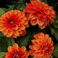 Георгина Hypnotica Orange