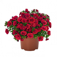 Калибрахоа Aloha Double Red