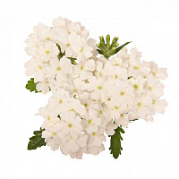 Вербена Empress Sun White