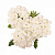 Вербена Empress Sun White