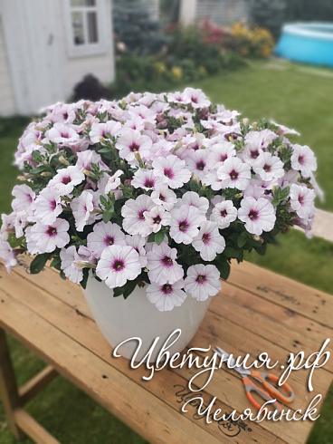 Петуния Surprise White Orchid