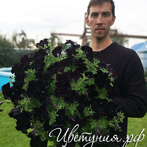 Петуния Crazytunia Black Mamba