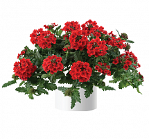 Вербена Vanessa Compact Red