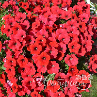 Петуния Surfinia Deep Red