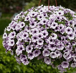 Петуния Classic Compact Purple Vein
