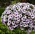 Петуния Classic Compact Purple Vein